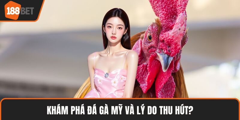 Khám phá đá gà Mỹ và lý do thu hút?