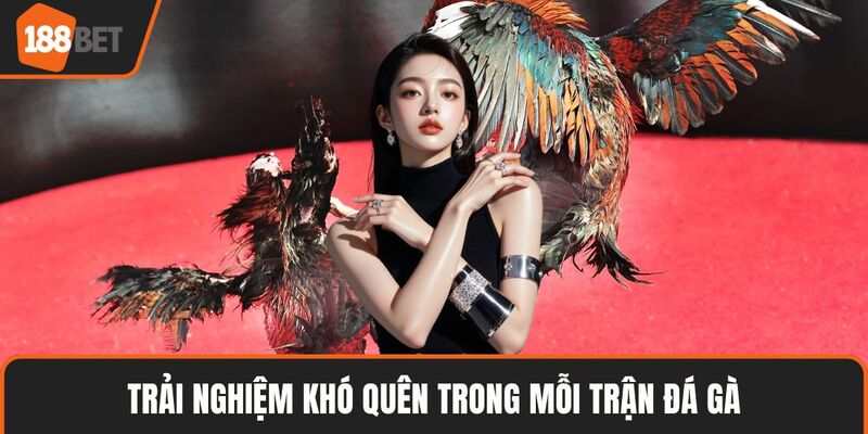 Trải nghiệm khó quên trong mỗi trận đá gà