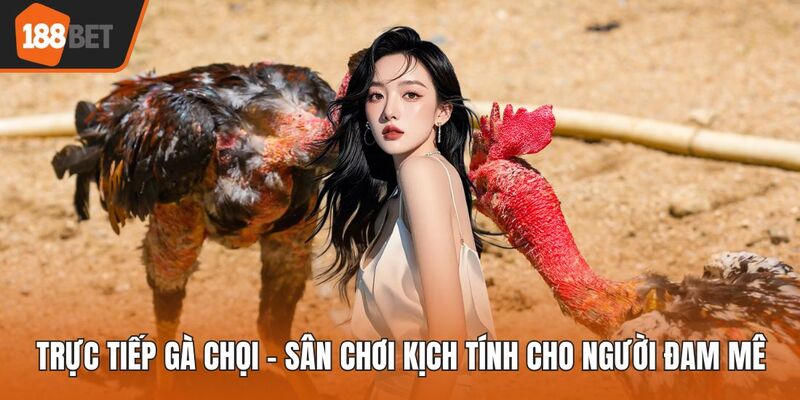 Trực tiếp gà chọi